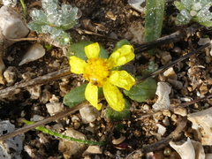 Senecio leucanthemifolius