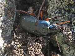 Harpalus rubripes