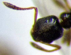 Cardiocondyla stambuloffii