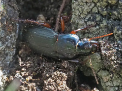 Harpalus rubripes