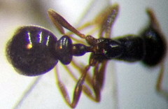 Cardiocondyla stambuloffii