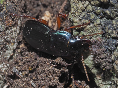Harpalus rubripes