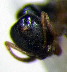 Cardiocondyla stambuloffii