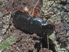 Harpalus rubripes