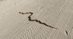 Pituophis vertebralis