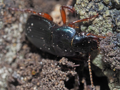 Harpalus rubripes