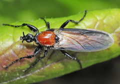 Bibio hortulanus