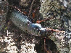 Harpalus rubripes