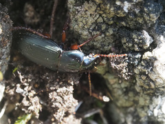Harpalus rubripes