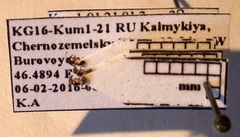 Cardiocondyla stambuloffii