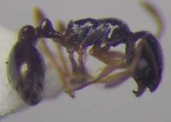 Cardiocondyla stambuloffii