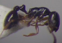 Cardiocondyla stambuloffii