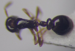 Cardiocondyla stambuloffii