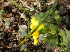 Senecio leucanthemifolius