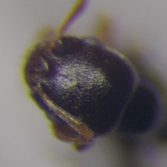 Cardiocondyla stambuloffii