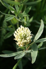 Trifolium pannonicum