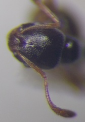 Cardiocondyla stambuloffii