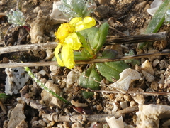 Senecio leucanthemifolius