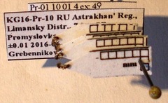 Cardiocondyla stambuloffii