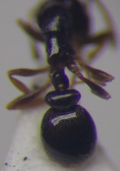 Cardiocondyla stambuloffii