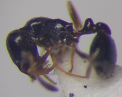 Cardiocondyla stambuloffii