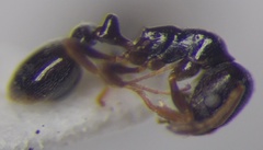 Cardiocondyla stambuloffii