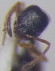 Cardiocondyla stambuloffii