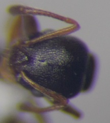 Cardiocondyla stambuloffii