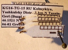 Cardiocondyla stambuloffii