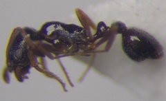 Cardiocondyla stambuloffii