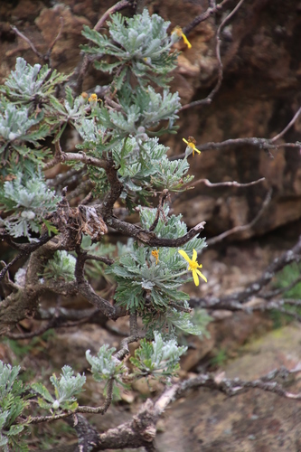 Euryops pectinatus