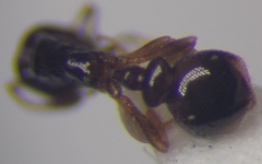 Cardiocondyla stambuloffii