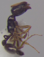 Cardiocondyla stambuloffii