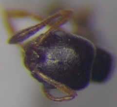 Cardiocondyla stambuloffii