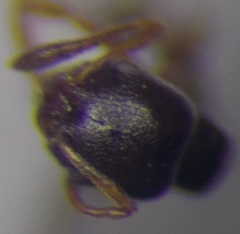 Cardiocondyla stambuloffii