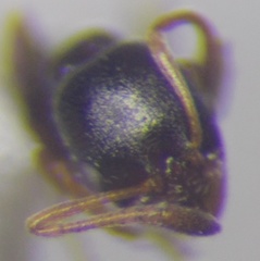 Cardiocondyla stambuloffii