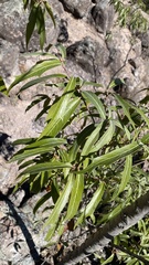 Quercus viminea