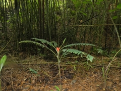 Musa coccinea
