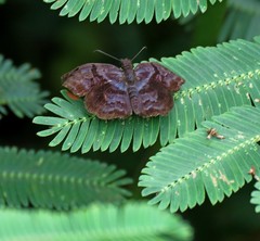 Helias phalaenoides