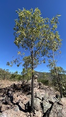 Quercus viminea