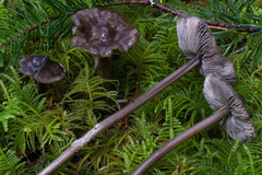 Tephrocybe rancida
