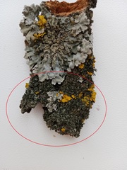 Phaeophyscia nigricans