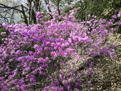 Rhododendron × hybridum