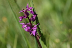 Dactylorhiza traunsteineri