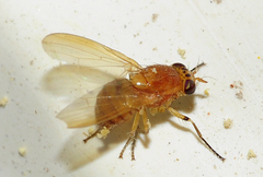 Calliopum hispanicum