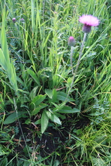 Cirsium pannonicum