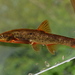 Longnose Dace - Photo (c) dexternienhaus, some rights reserved (CC BY-NC), uploaded by dexternienhaus