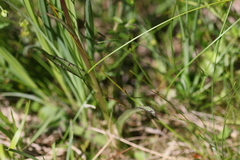 Dactylorhiza traunsteineri