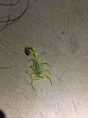 Buthacus nigroaculeatus