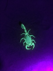 Buthacus nigroaculeatus